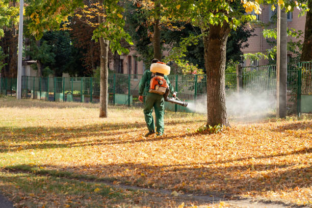 Best Termite Control Services  in Clifton, AZ